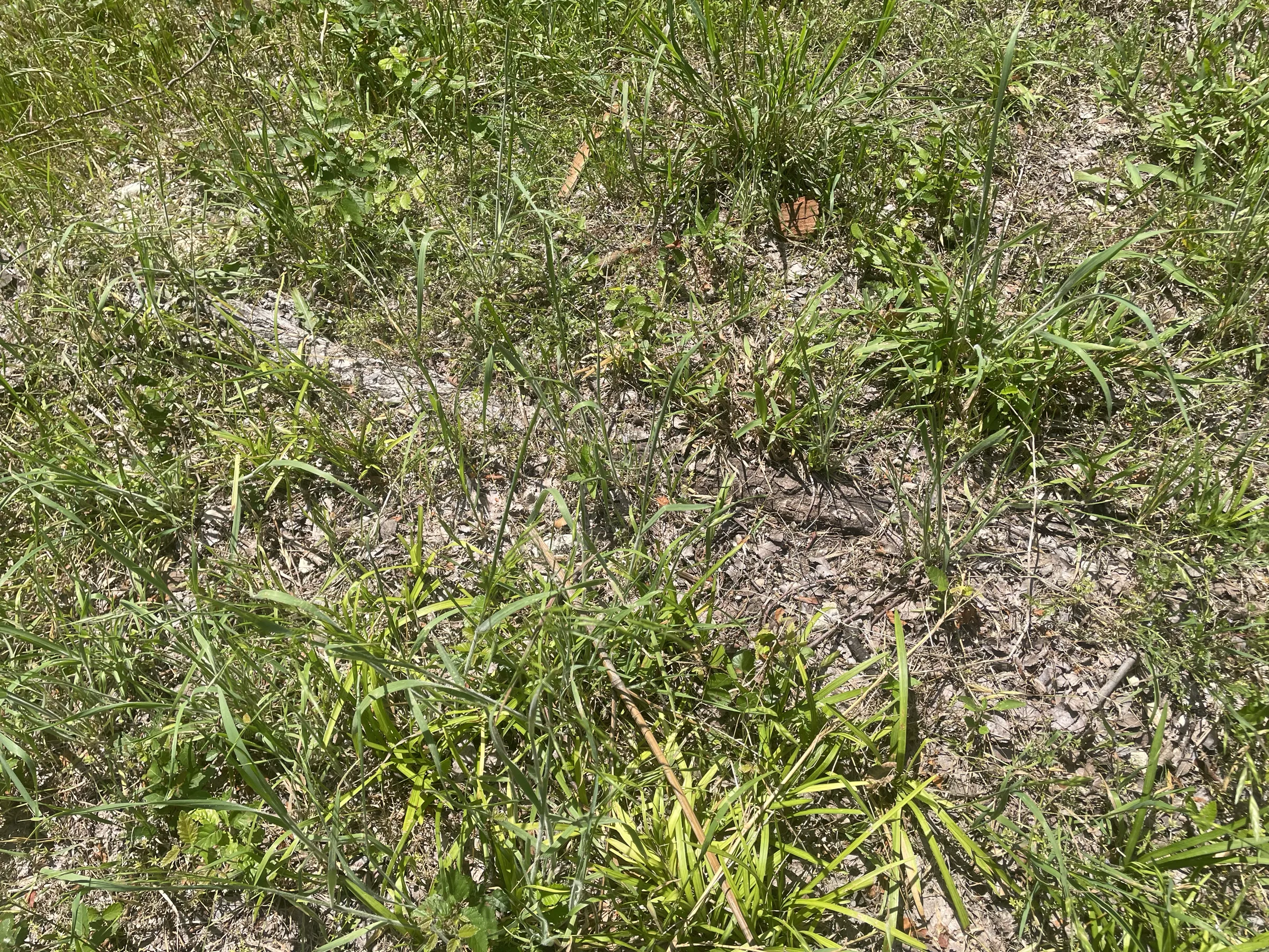 Construction-grade soil before planting